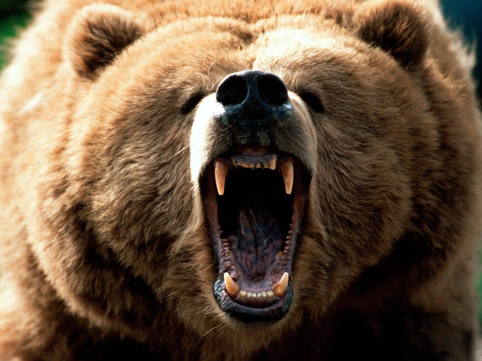 misiek grizzly